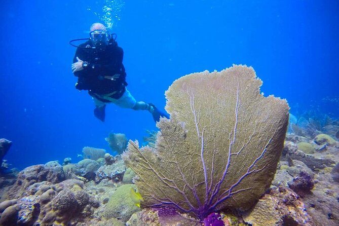 Discover Scuba Diving - Is This Tour Right for You?
