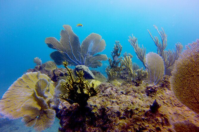 Discover Scuba Diving - DSD - Why This Tour Works Well for Travelers
