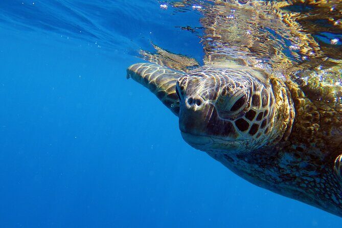 DISCOVER Scuba Diving Experience in Honolulu - Introduction: Why This Tour Stands Out