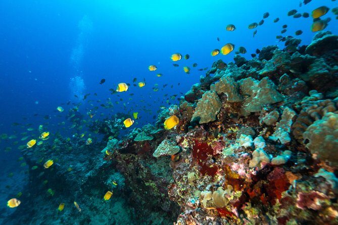DISCOVER Scuba Diving Experience in Honolulu - Practical Tips for Participants