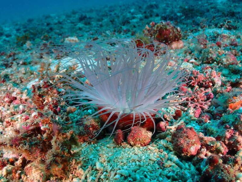 Discover Scuba Diving in Boracay - What Makes This Experience Stand Out?