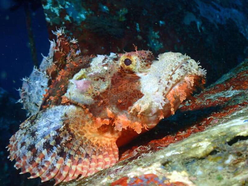 Discover Scuba Diving in Boracay - Practical Considerations