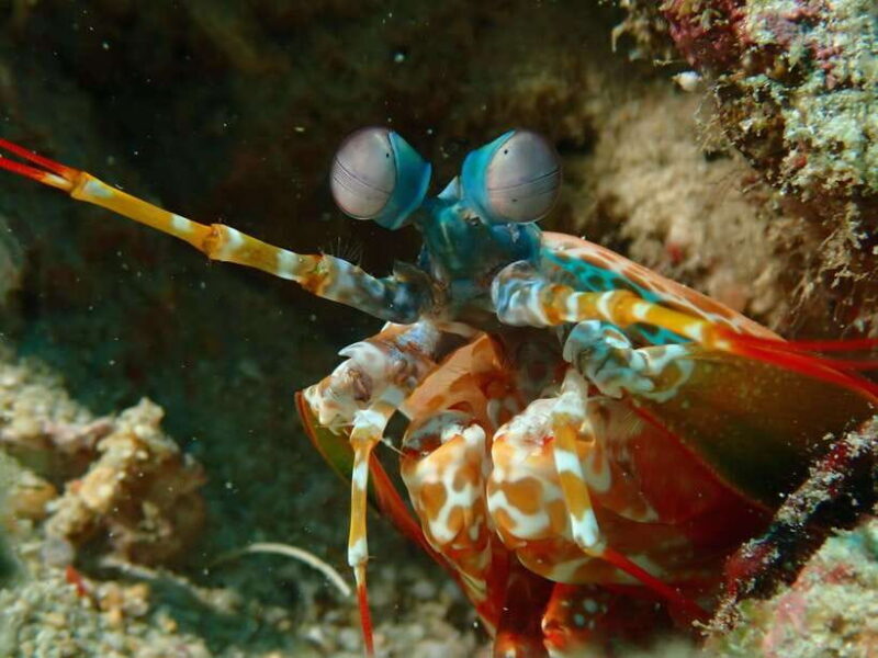 Discover Scuba Diving in Boracay - Who Is This Tour Best For?