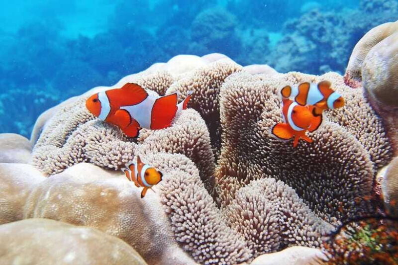 Discover Scuba Diving in Boracay - FAQ