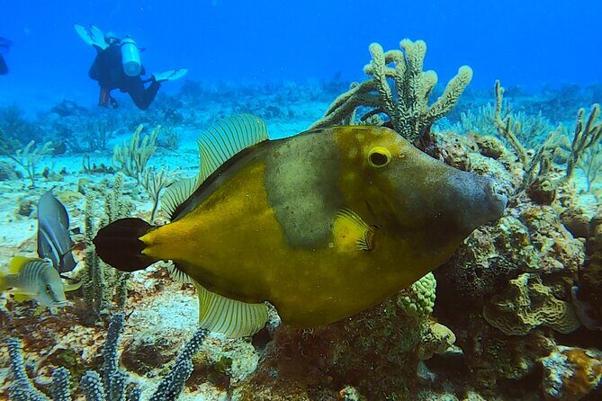 Discover Scuba Diving in Cozumel - Price and Value