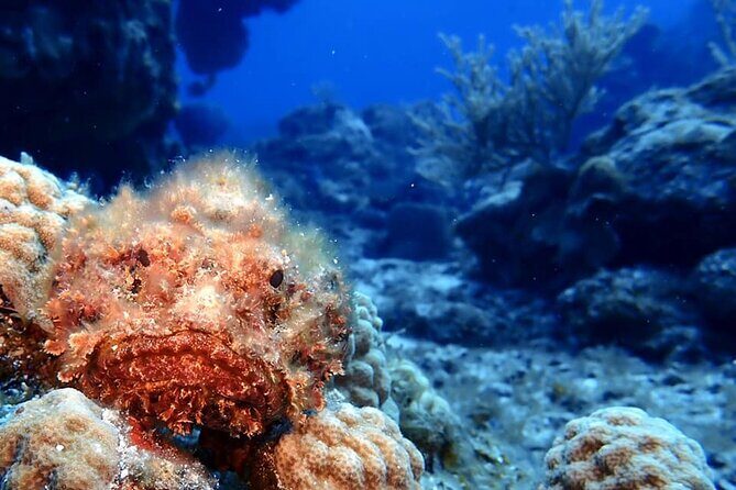 Discover Scuba Diving in Cozumel - Practical Aspects: Timing, Meeting Point, and Booking