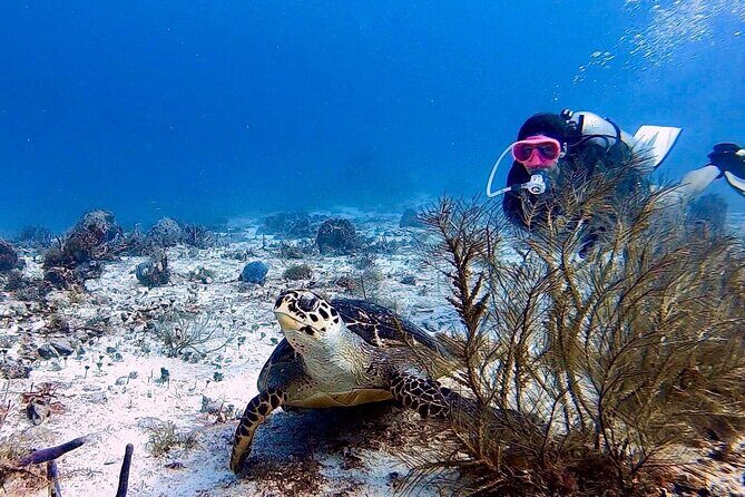 Discover Scuba Diving in Cozumel - Authentic Insights from Participants