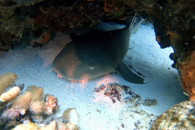 Discover Scuba Diving in Cozumel - The Value for Money