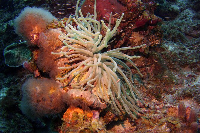 Discover Scuba Diving in Curacao - What to Expect from the Experience