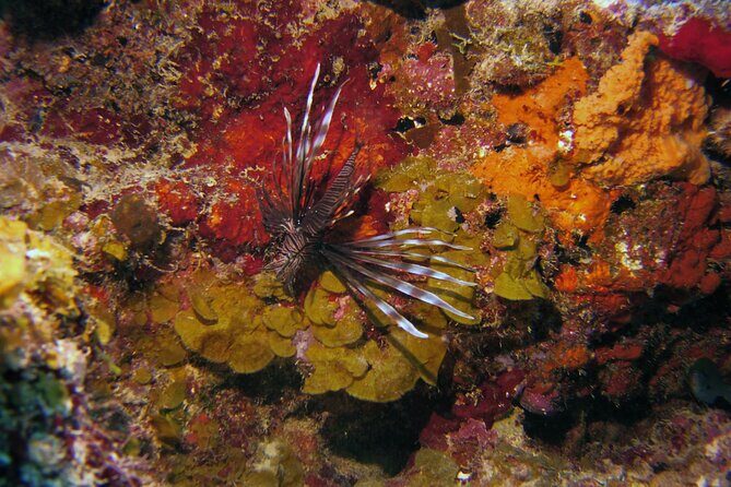 Discover Scuba Diving in Curacao - Authentic Experiences and Real Feedback