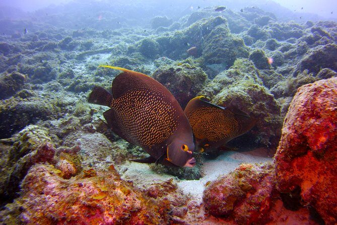 Discover Scuba Diving in Curacao - FAQ