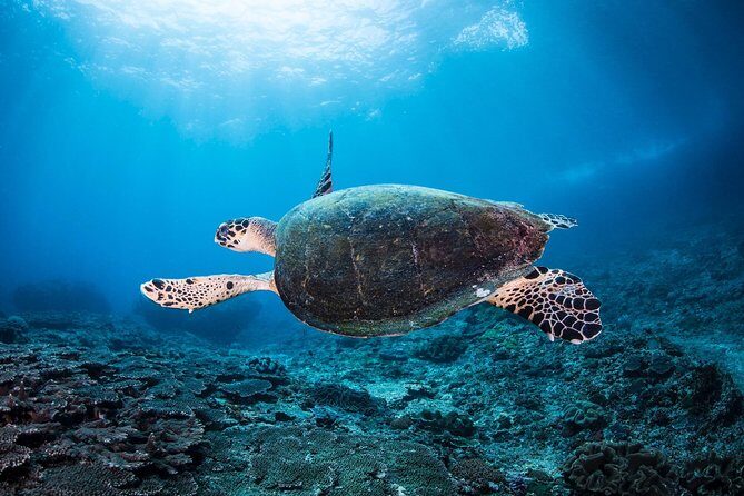Discover Scuba Diving in Pemuteran - Diving Initiation in Bali (Menjangan Park) - Introduction: Why This Tour Might Be a Perfect First Step into Scuba