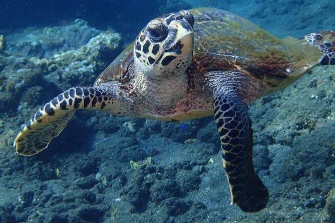 Discover Scuba Diving in Pemuteran - Diving Initiation in Bali (Menjangan Park) - Practical Information to Know