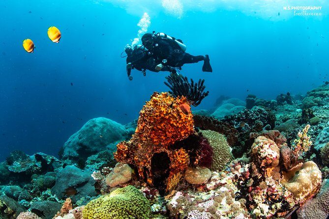 Discover Scuba Diving in Pemuteran - Diving Initiation in Bali (Menjangan Park) - Who Will Love This Experience?