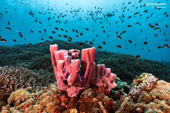 Discover Scuba Diving in Pemuteran - Diving Initiation in Bali (Menjangan Park) - The Sum Up: Who Is This Tour Best For?