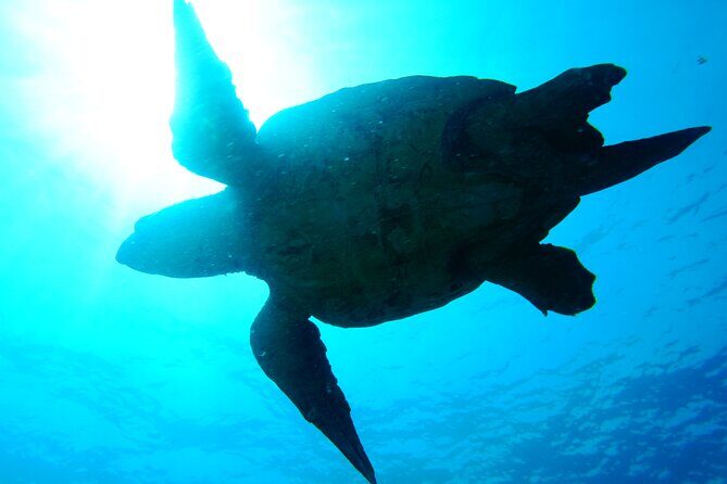 Discover Scuba Diving in Sal - FAQ