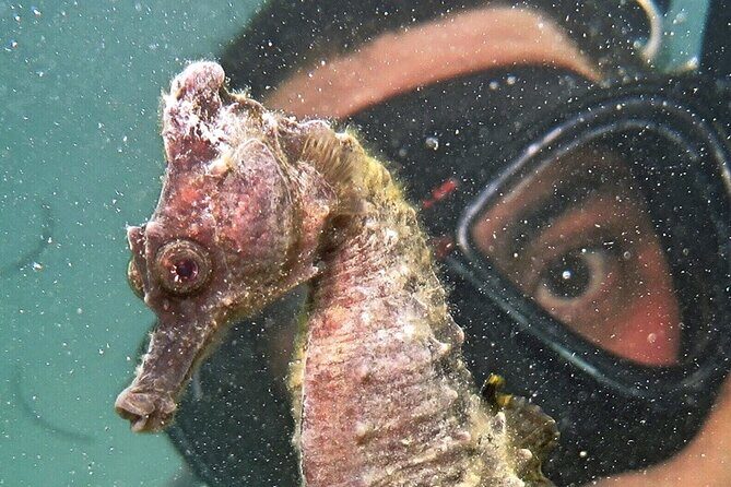 Discover Scuba Diving in San Juan - Practical Aspects: Cost, Facilities, and Booking