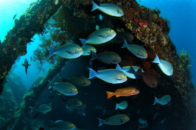Discover Scuba Diving in Tulamben - Diving Initiation in Bali best diving sites - What the Reviews Say