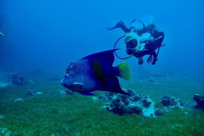 Discover Scuba Diving - Indroductory Dives - The Value of Guided, Private Experience