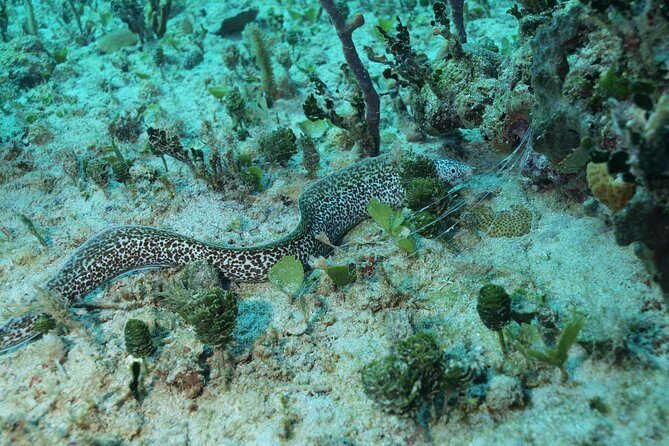 Discover Scuba Diving PADI in Playa del Carmen including underwater video - The Technology and Value of Underwater Video