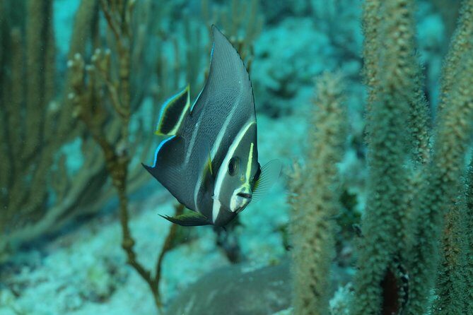 Discover Scuba Diving PADI in Playa del Carmen including underwater video - The Learning Experience and Safety