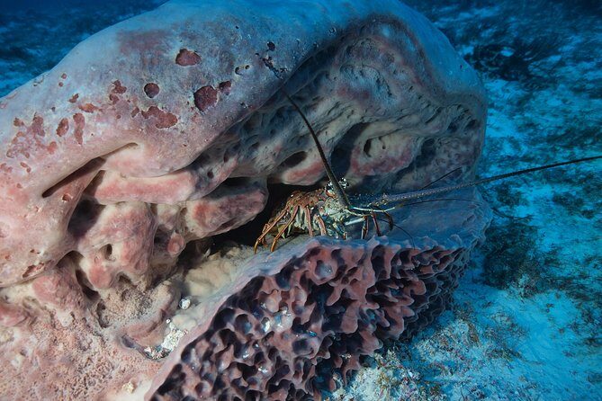 Discover Scuba Diving PADI in Playa del Carmen including underwater video - Price, Value, and Practical Considerations