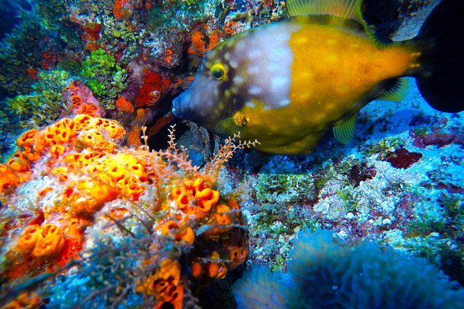Discover Scuba Diving PADI in Playa del Carmen including underwater video - Authentic Reviews and Highlights