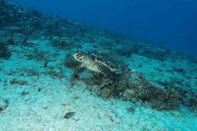 Discover Scuba Diving PADI in Playa del Carmen including underwater video - Who Should Book This Tour?