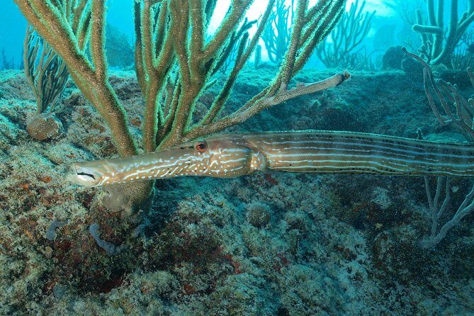 Discover Scuba Diving PADI in Playa del Carmen including underwater video - The Sum Up