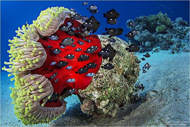 Discover Scuba Diving Sharm El Sheikh - Final Thoughts: Who Will Love This?