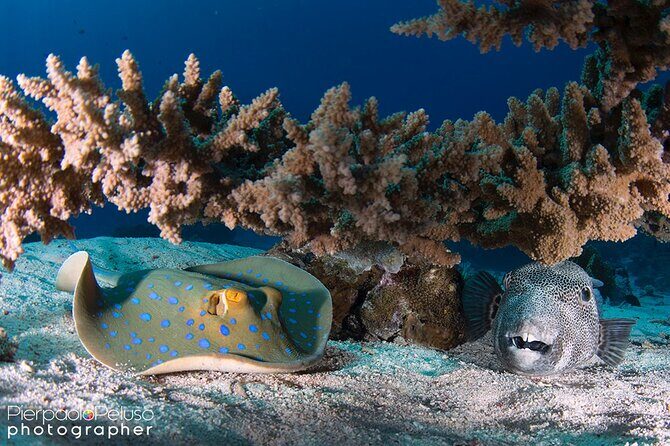Discover Scuba Diving Sharm El Sheikh - FAQs