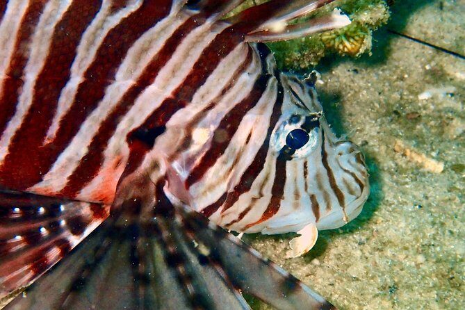 Discover Scuba Diving, try dive for beginners ( Start at Ko Kut) - Key Points