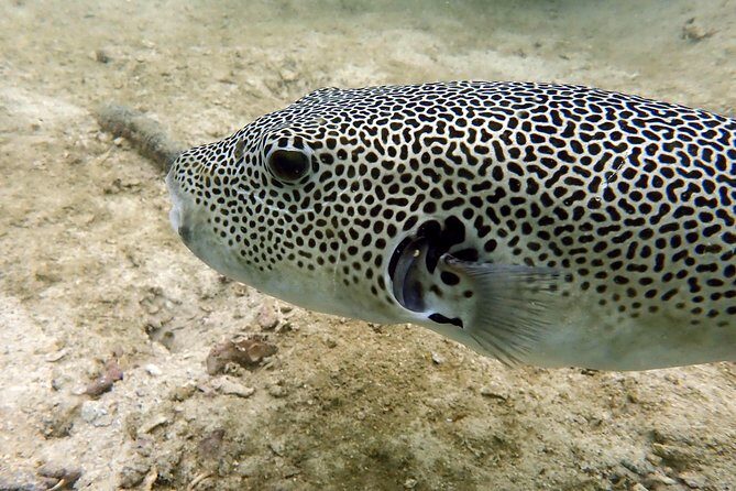 Discover Scuba Diving, try dive for beginners ( Start at Ko Kut) - Who Will Love This Tour?