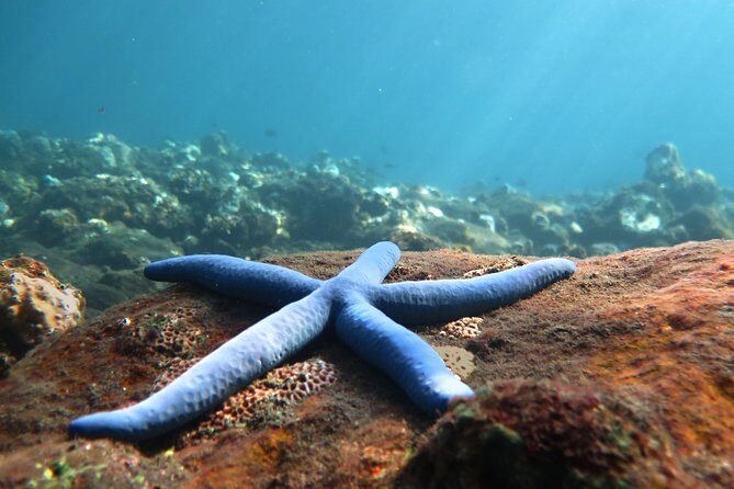 Discover Scuba Diving Tulamben Bali For Non-Certified Divers - Discover Scuba Diving Tulamben Bali For Non-Certified Divers: A Comprehensive Review