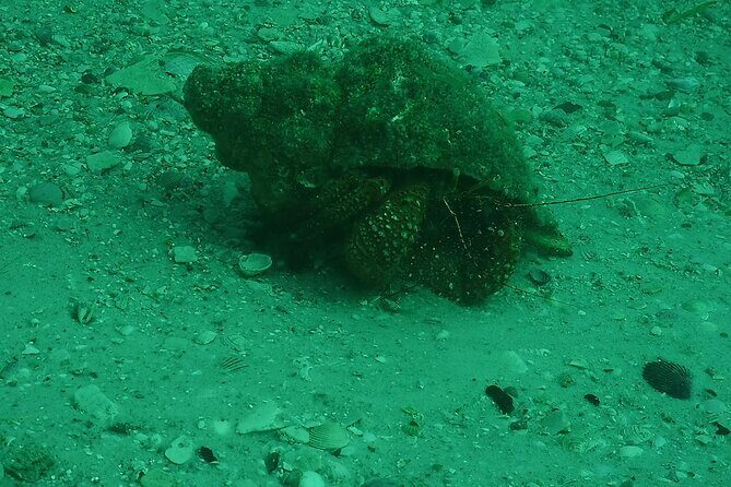 Discover Snorkeling Tour in Panama City - FAQ