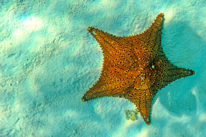 Discover starfish, swim and snorkel at El Cielo Cozumel Reef - Discover the Magic of Snorkeling at El Cielo Cozumel Reef