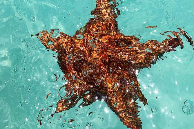 Discover starfish, swim and snorkel at El Cielo Cozumel Reef - The Value of This Experience