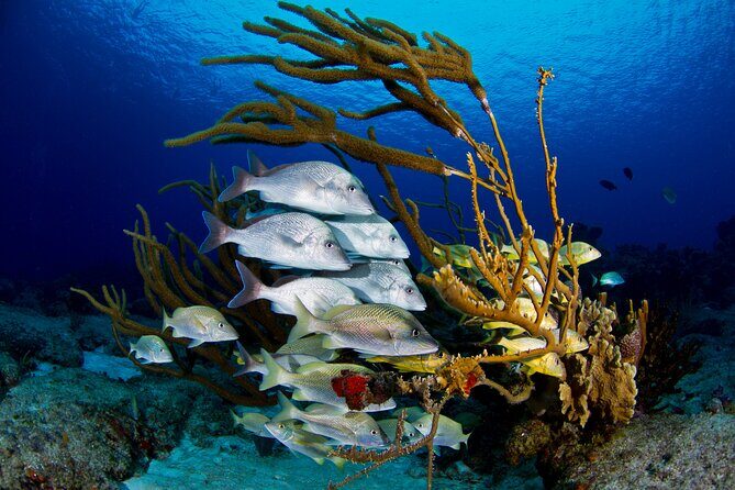 Discover starfish, swim and snorkel at El Cielo Cozumel Reef - The Sum Up