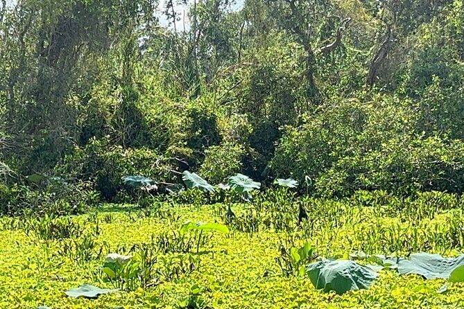 Discover Tan Lap Floating Village: A Tranquil Mekong Delta Escape - An In-Depth Look at the Journey