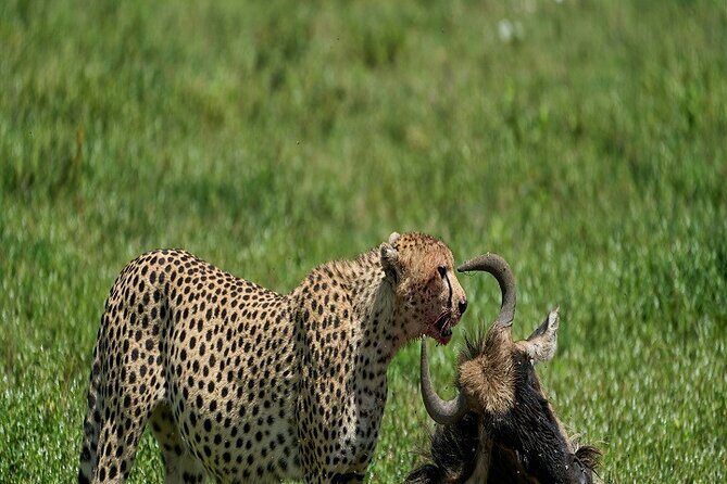 Discover the 5-Day Great Wildebeest Migration Mara River Crossing - Key Points:
