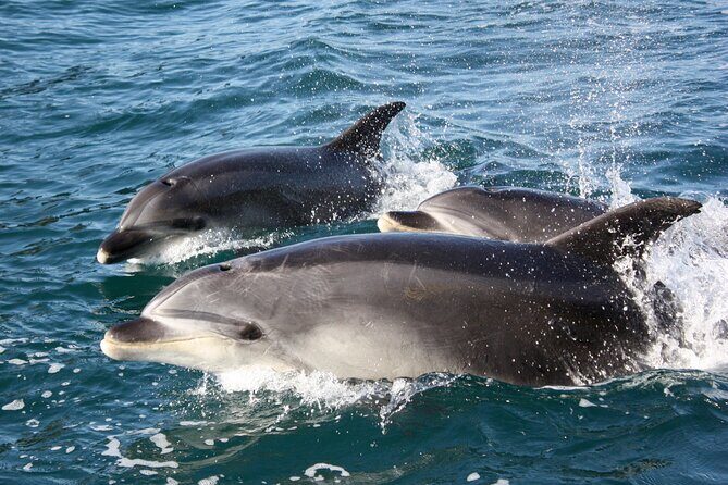 Discover the Bay - Hole in the Rock cruise includes Island Lunch - Key Points