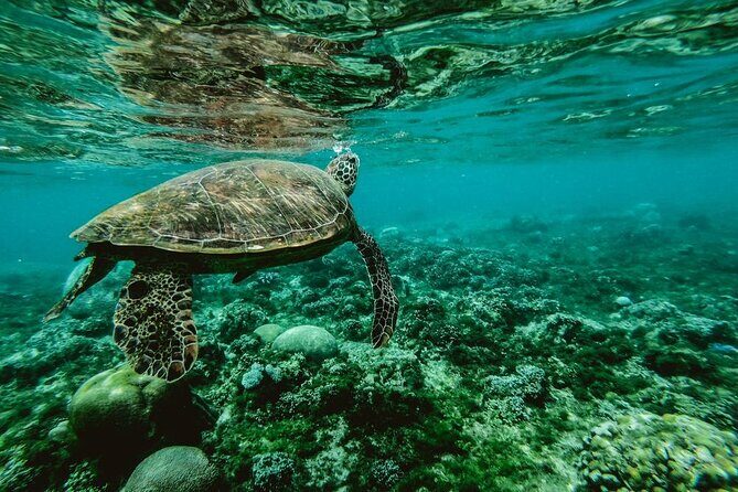 Discover the Beauty of Polynesian Waters by Boat and Snorkeling - Key Points