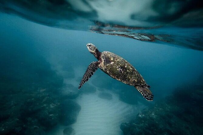 Discover the Beauty of Polynesian Waters by Boat and Snorkeling - A Closer Look at the Itinerary and Experience