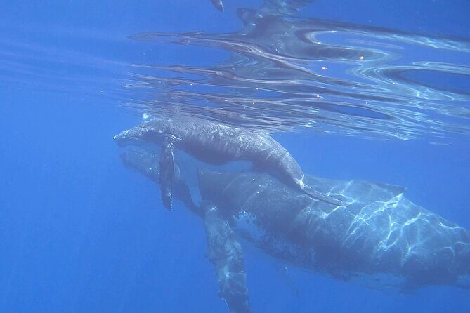 Discover the Beauty of Polynesian Waters by Boat and Snorkeling - Could Be Better