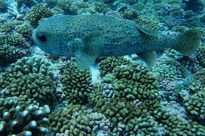 Discover the Beauty of Polynesian Waters by Boat and Snorkeling - The Sum Up