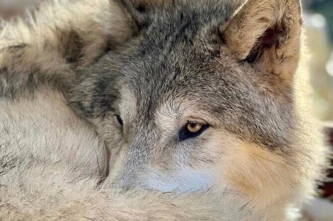 Discover the beauty of the wild & Roam in the spirit of the wolf - An Honest Look at the Wilderness Wolf Walk