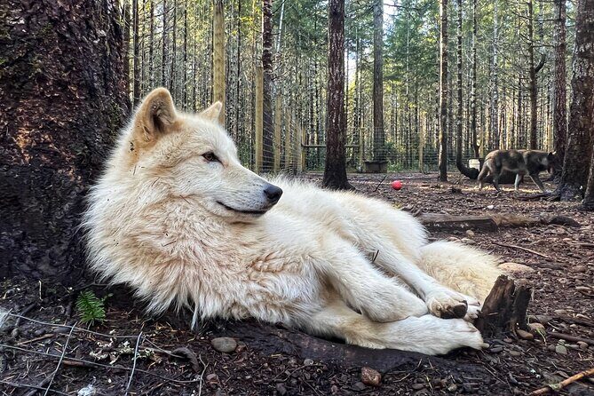 Discover the beauty of the wild & Roam in the spirit of the wolf - Authentic Encounters and Educational Value