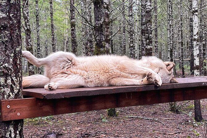 Discover the beauty of the wild & Roam in the spirit of the wolf - Who Will Love This Tour?