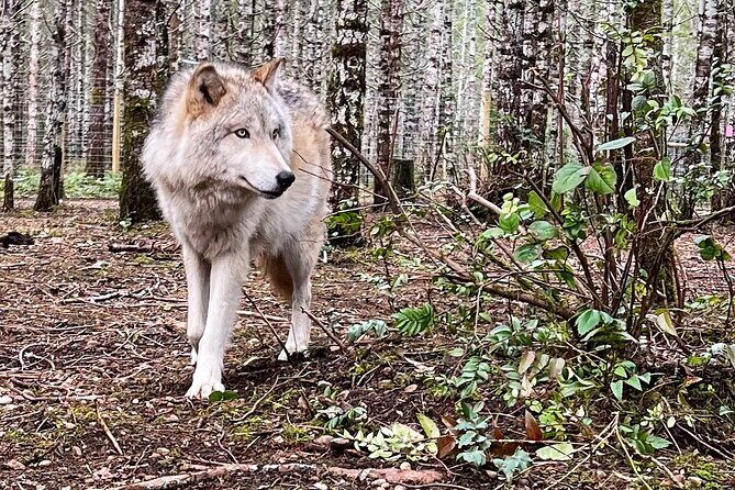 Discover the beauty of the wild & Roam in the spirit of the wolf - FAQs