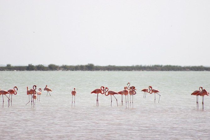 Discover the FABULOUS PINK WATERS at the Caribean (Las Coloradas+Río Lagartos) - An In-Depth Look at the Tour Experience